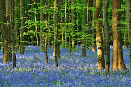 flandes - Beech Forest with Bluebells in Spring, Hallerbos, Halle, Flemish Brabant, Vlaams Gewest, Belgium Photographie de stock - Premium Libres de Droits, Code: 600-06758116