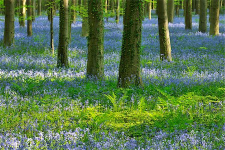 simsearch:600-06758123,k - Beech Forest with Bluebells in Spring, Hallerbos, Halle, Flemish Brabant, Vlaams Gewest, Belgium Stock Photo - Premium Royalty-Free, Code: 600-06758117