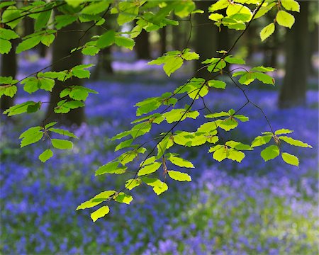 scenic and spring season - Beech Leaves with Bluebells in Spring, Hallerbos, Halle, Flemish Brabant, Vlaams Gewest, Belgium Stock Photo - Premium Royalty-Free, Code: 600-06758119