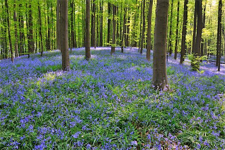 dreamy - Beech Forest with Bluebells in Spring, Hallerbos, Halle, Flemish Brabant, Vlaams Gewest, Belgium Stock Photo - Premium Royalty-Free, Code: 600-06758124