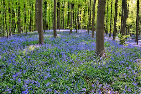 forest floor spring - Beech Forest with Bluebells in Spring, Hallerbos, Halle, Flemish Brabant, Vlaams Gewest, Belgium Stock Photo - Premium Royalty-Free, Code: 600-06758124