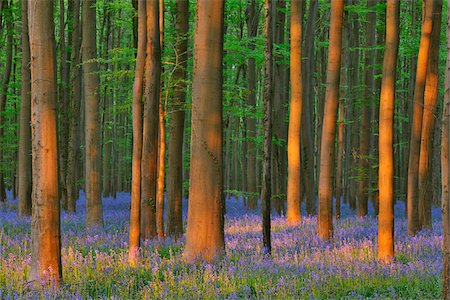 flemish brabant - Beech Forest with Bluebells in Spring, Hallerbos, Halle, Flemish Brabant, Vlaams Gewest, Belgium Foto de stock - Sin royalties Premium, Código: 600-06758125