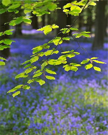 Beech Leaves with Bluebells in Spring, Hallerbos, Halle, Flemish Brabant, Vlaams Gewest, Belgium Stock Photo - Premium Royalty-Free, Code: 600-06758120