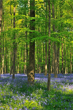 simsearch:600-06758123,k - Beech Forest with Bluebells in Spring, Hallerbos, Halle, Flemish Brabant, Vlaams Gewest, Belgium Stock Photo - Premium Royalty-Free, Code: 600-06758121