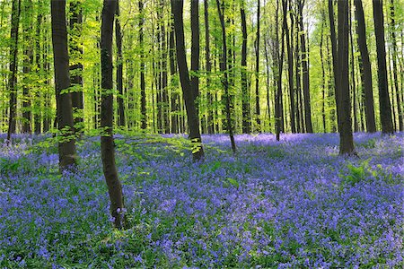 flandes - Beech Forest with Bluebells in Spring, Hallerbos, Halle, Flemish Brabant, Vlaams Gewest, Belgium Stock Photo - Premium Royalty-Free, Code: 600-06758122