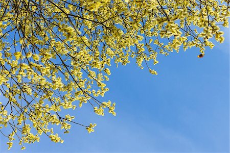 seasons photographs - Flowering Goat Willow (Salix caprea) with Male Willow Catkins in Spring, Franconia, Bavaria, Germany Foto de stock - Sin royalties Premium, Código: 600-06758221