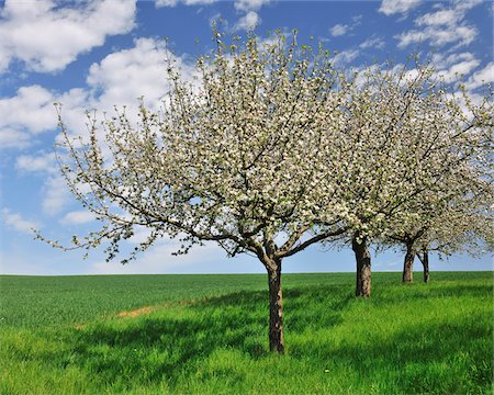 Blossoming Apple Tree in Spring, Monchberg, Spessart, Bavaria, Germany Foto de stock - Sin royalties Premium, Código: 600-06758237