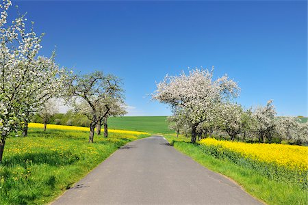 simsearch:600-06758231,k - Road with Blooming Apple Trees in Spring, Schmachtenberg, Spessart, Bavaria, Germany Stock Photo - Premium Royalty-Free, Code: 600-06758231