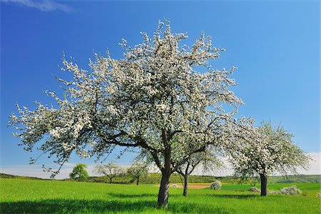 Blooming Apple Trees in Spring, Monchberg, Spessart, Bavaria, Germany Stock Photo - Premium Royalty-Free, Code: 600-06758232