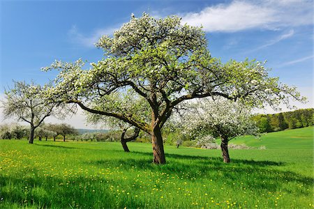 Blooming Apple Trees in Spring, Moenchberg, Spessart, Bavaria, Germany Foto de stock - Sin royalties Premium, Código: 600-06758233