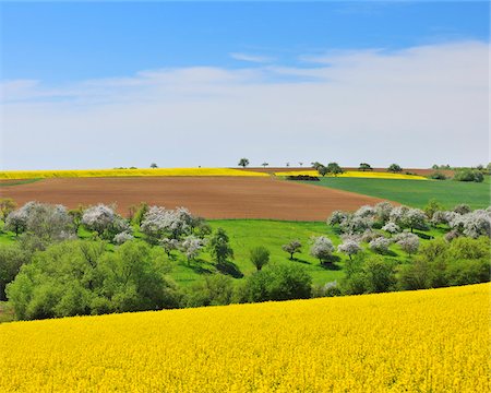 Countryside with Canola Fields in Spring, Monchberg, Spessart, Bavaria, Germany Stock Photo - Premium Royalty-Free, Code: 600-06758244