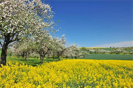 simsearch:600-03682510,k - Countryside with Canola Field and Apple Trees in Spring, Monchberg, Spessart, Bavaria, Germany Foto de stock - Sin royalties Premium, Código: 600-06758246