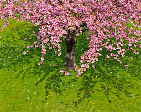 flower not people - Blossoming Cherry Tree in Spring, Obernburg, Spessart, Bavaria, Germany Stock Photo - Premium Royalty-Free, Code: 600-06758249