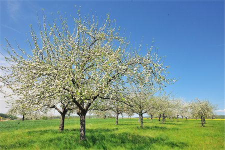 spring flowers field tree - Blossoming Apple Trees in Spring, Monchberg, Spessart, Bavaria, Germany Stock Photo - Premium Royalty-Free, Code: 600-06758240