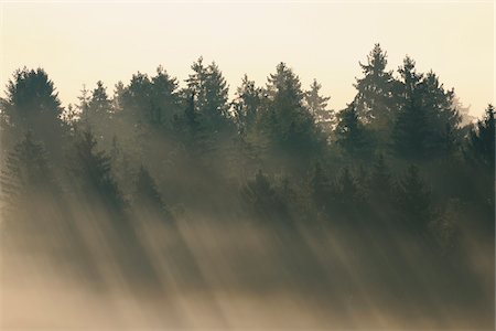 fog forest moody - Morning Mist, Kochelmoor, Bad Tolz-Wolfratshausen, Upper Bavaria, Bavaria, Germany Stock Photo - Premium Royalty-Free, Code: 600-06758356