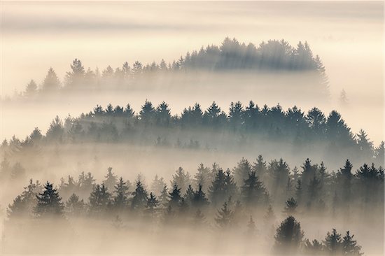 Morning Mist, Kochelmoor, Bad Tolz-Wolfratshausen, Upper Bavaria, Bavaria, Germany Stock Photo - Premium Royalty-Free, Artist: Martin Ruegner, Image code: 600-06758359