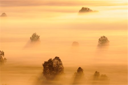 deciduous tree aerial view - Morning Mist, Kochelmoor, Bad Tolz-Wolfratshausen, Upper Bavaria, Bavaria, Germany Foto de stock - Sin royalties Premium, Código: 600-06758352