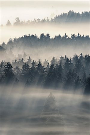 foggy landscape - Morning Mist, Kochelmoor, Bad Tolz-Wolfratshausen, Upper Bavaria, Bavaria, Germany Foto de stock - Sin royalties Premium, Código: 600-06758361