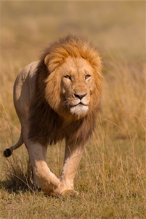 simsearch:851-02963286,k - Portrait of Male Lion (Panthera leo) Walking in Grass, Maasai Mara National Reserve, Kenya, Africa Photographie de stock - Premium Libres de Droits, Code: 600-06752429