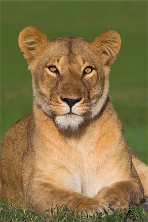 Portrait of Lioness (Panthera leo), Maasai Mara National Reserve, Kenya, Africa Photographie de stock - Premium Libres de Droits, Code: 600-06752431