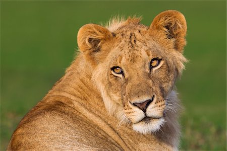 Portrait of Young Male Lion (Panthera leo), Maasai Mara National Reserve, Kenya, Africa Stock Photo - Premium Royalty-Free, Code: 600-06752432