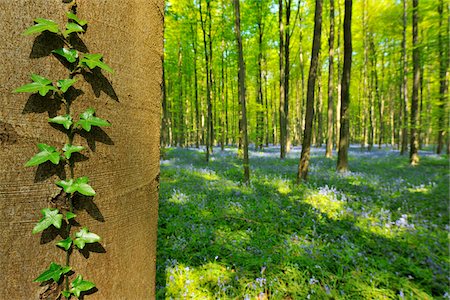 flemish brabant - Ivy Climbing up Beech Tree Trunk in Forest with Bluebells in Spring, Hallerbos, Halle, Flemish Brabant, Vlaams Gewest, Belgium Foto de stock - Sin royalties Premium, Código: 600-06752574