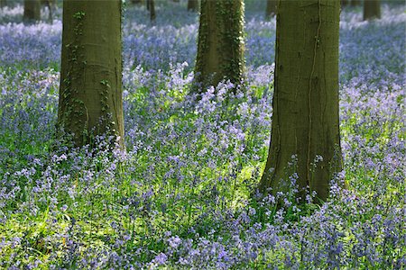 Beech Tree Trunks with Bluebells in Spring, Hallerbos, Halle, Flemish Brabant, Vlaams Gewest, Belgium Stockbilder - Premium RF Lizenzfrei, Bildnummer: 600-06752577