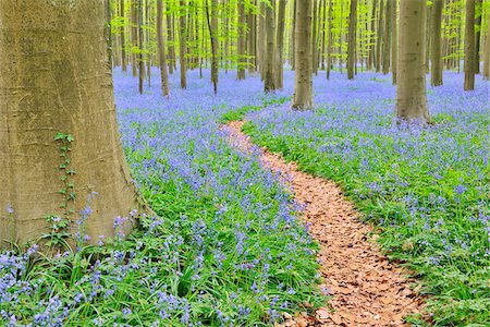 Path through Beech Forest with Bluebells in Spring, Hallerbos, Halle, Flemish Brabant, Vlaams Gewest, Belgium Stock Photo - Premium Royalty-Free, Code: 600-06752584