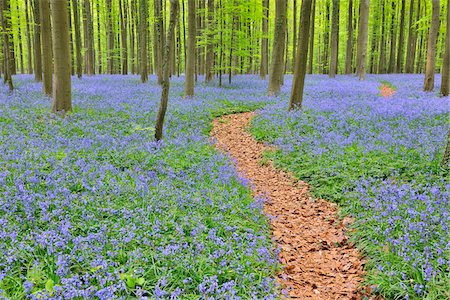 Path through Beech Forest with Bluebells in Spring, Hallerbos, Halle, Flemish Brabant, Vlaams Gewest, Belgium Stock Photo - Premium Royalty-Free, Code: 600-06752585