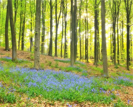 Beech Forest with Bluebells in Spring, Hallerbos, Halle, Flemish Brabant, Vlaams Gewest, Belgium Foto de stock - Sin royalties Premium, Código: 600-06752588