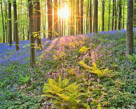 sun forest - Sun through Beech Forest with Bluebells in Spring, Hallerbos, Halle, Flemish Brabant, Vlaams Gewest, Belgium Stock Photo - Premium Royalty-Free, Code: 600-06752589