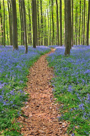 flandes - Path through Beech Forest with Bluebells in Spring, Hallerbos, Halle, Flemish Brabant, Vlaams Gewest, Belgium Stock Photo - Premium Royalty-Free, Code: 600-06752583