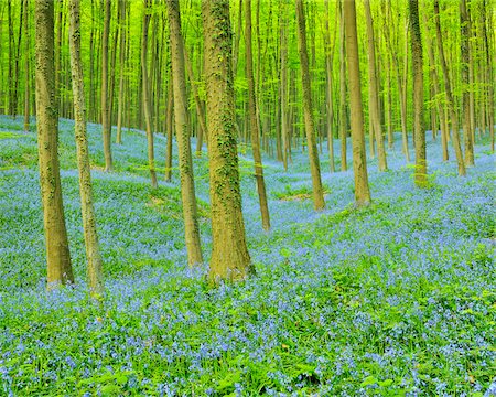 Beech Forest with Bluebells in Spring, Hallerbos, Halle, Flemish Brabant, Vlaams Gewest, Belgium Photographie de stock - Premium Libres de Droits, Code: 600-06752596