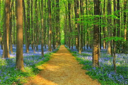 Path through Beech Forest with Bluebells in Spring, Hallerbos, Halle, Flemish Brabant, Vlaams Gewest, Belgium Photographie de stock - Premium Libres de Droits, Code: 600-06752597