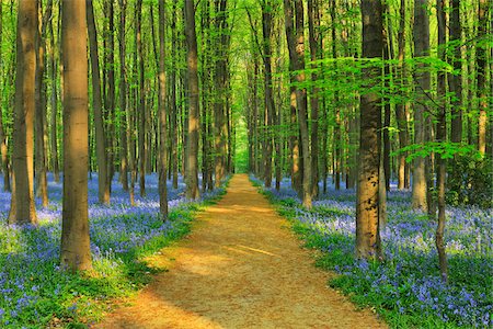 forest landscape with path - Path through Beech Forest with Bluebells in Spring, Hallerbos, Halle, Flemish Brabant, Vlaams Gewest, Belgium Stock Photo - Premium Royalty-Free, Code: 600-06752597