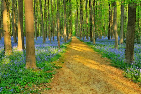 footpath - Path through Beech Forest with Bluebells in Spring, Hallerbos, Halle, Flemish Brabant, Vlaams Gewest, Belgium Stock Photo - Premium Royalty-Free, Code: 600-06752598