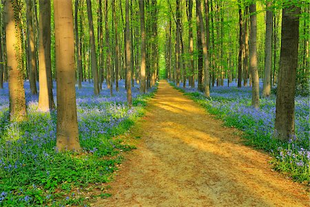 spring season - Path through Beech Forest with Bluebells in Spring, Hallerbos, Halle, Flemish Brabant, Vlaams Gewest, Belgium Stock Photo - Premium Royalty-Free, Code: 600-06752598