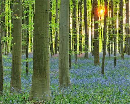 Sun through Beech Forest with Bluebells in Spring, Hallerbos, Halle, Flemish Brabant, Vlaams Gewest, Belgium Stock Photo - Premium Royalty-Free, Code: 600-06752591