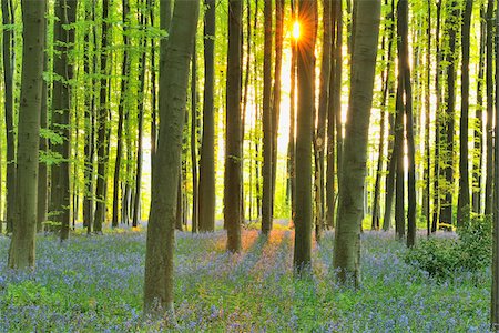 rayo de luz - Sun through Beech Forest with Bluebells in Spring, Hallerbos, Halle, Flemish Brabant, Vlaams Gewest, Belgium Foto de stock - Sin royalties Premium, Código: 600-06752592