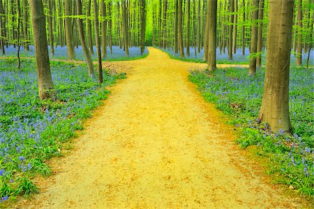 sentier - Path with Crossroads in Beech Forest with Bluebells in Spring, Hallerbos, Halle, Flemish Brabant, Vlaams Gewest, Belgium Photographie de stock - Premium Libres de Droits, Code: 600-06752600