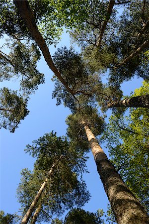 david & micha sheldon - Looking up at Scots Pine (Pinus sylvestris) Trees in Spring, Upper Palatinate, Bavaria, Germany Photographie de stock - Premium Libres de Droits, Code: 600-06773176