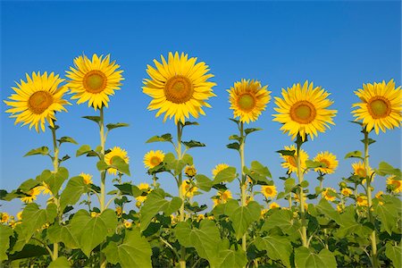 stemmed flower - Common Sunflowers (Helianthus annuus) against Clear Blue Sky, Tuscany, Italy Stock Photo - Premium Royalty-Free, Code: 600-06773247