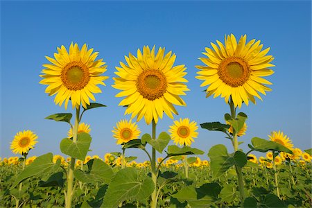 Common Sunflowers (Helianthus annuus) against Clear Blue Sky, Tuscany, Italy Stockbilder - Premium RF Lizenzfrei, Bildnummer: 600-06773248