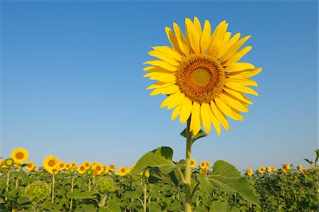 sunflower - Common Sunflowers (Helianthus annuus) against Clear Blue Sky, Tuscany, Italy Photographie de stock - Premium Libres de Droits, Code: 600-06773243