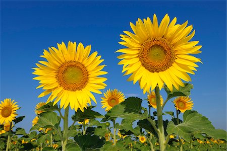 flower and stem - Common Sunflowers (Helianthus annuus) against Clear Blue Sky, Tuscany, Italy Stock Photo - Premium Royalty-Free, Code: 600-06773256