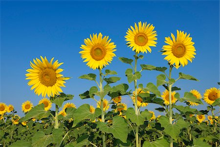 Common Sunflowers (Helianthus annuus) against Clear Blue Sky, Tuscany, Italy Stockbilder - Premium RF Lizenzfrei, Bildnummer: 600-06773250