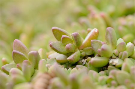 succulent - Close-up of Yellow Ice Plant (Delosperma nubigenum) Leaves in Winter, Upper Palatinate, Bavaria, Germany Stock Photo - Premium Royalty-Free, Code: 600-06773531