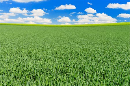 field of grain - Grain field and Cloudy sky, Springtime, Hesse, Germany Stock Photo - Premium Royalty-Free, Code: 600-06786749