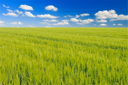 simsearch:600-07562370,k - Grain field and Cloudy sky, Springtime, Hesse, Germany Stock Photo - Premium Royalty-Free, Code: 600-06786753