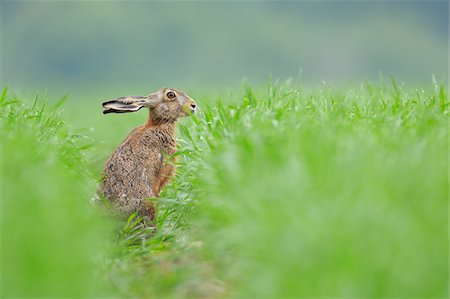 simsearch:600-06803936,k - European Brown Hare (Lepus europaeus) in Grain Field in Springtime, Hesse, Germany Photographie de stock - Premium Libres de Droits, Code: 600-06786966